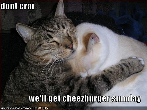dont crai we'll get cheezburger sumday